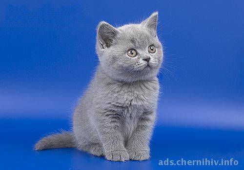 продам британского котенка, фотография 1