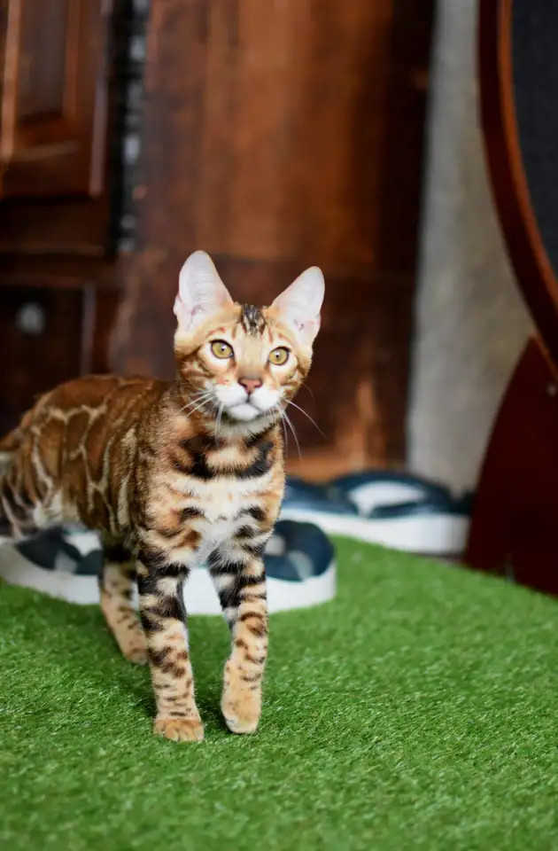 Бенгальские котята из питомника: котик -2, фотография 6