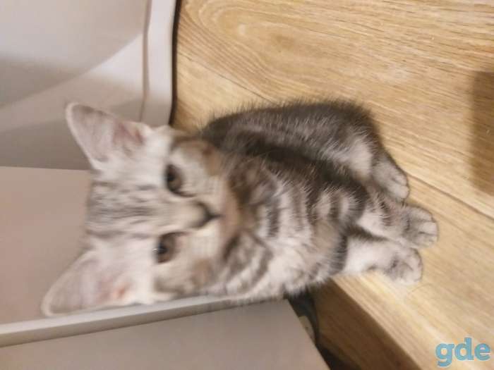Продам котят, фотография 4