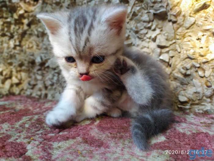 Котята шотландские вислоухие, фотография 4