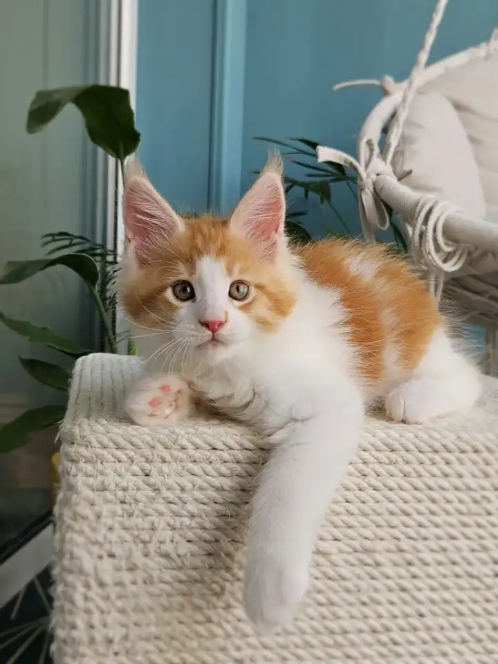 Котенок мейн кун из питомника, фотография 6