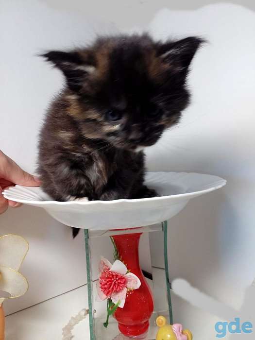Мейн-кун котята, фотография 6