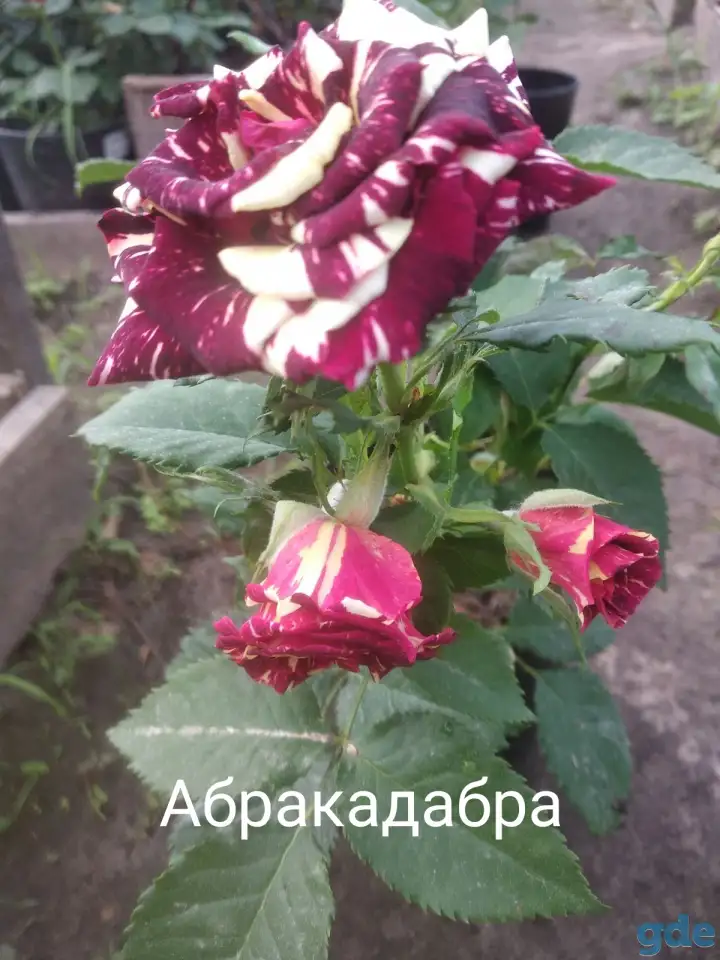 Саженцы розы спрей., фотография 9