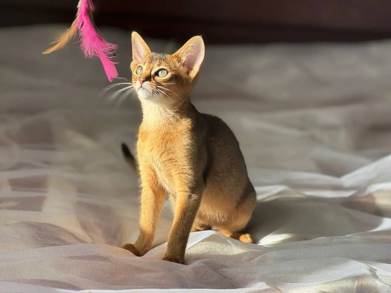 Абиссинские котята девочки в домашние любимцы, фотография 3