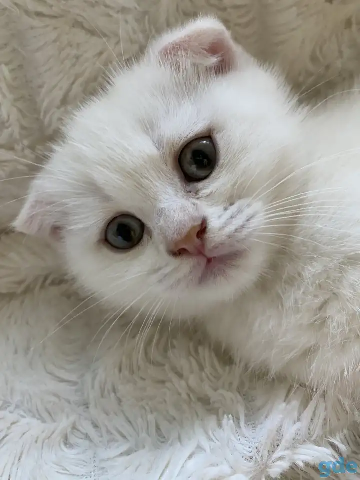 Шотландские милашки, фотография 1