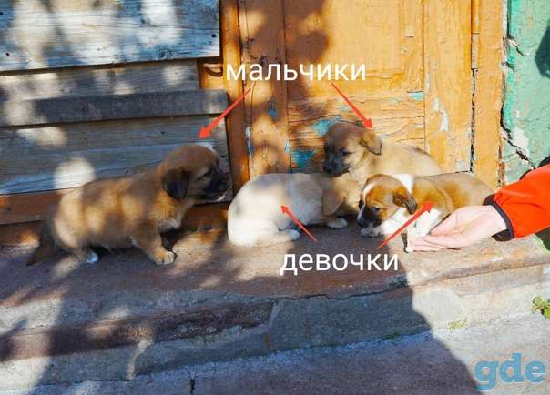 Щенки ищут дом, фотография 1