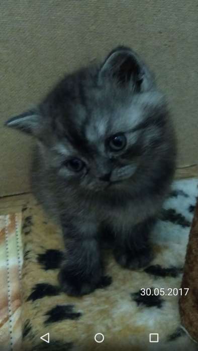шотландские котята, фотография 7