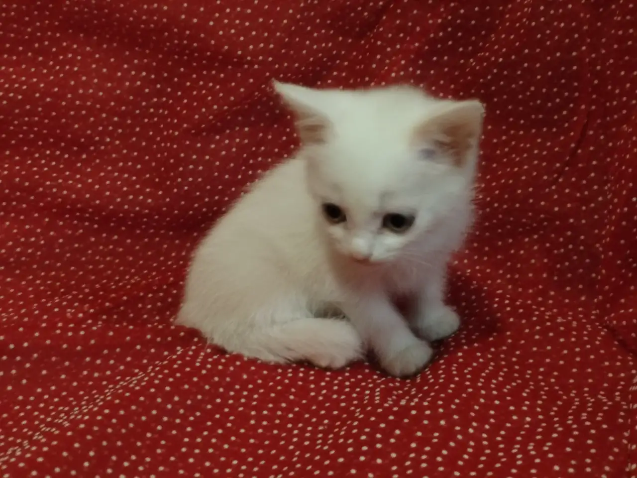 Красивые котята в дар, фотография 2