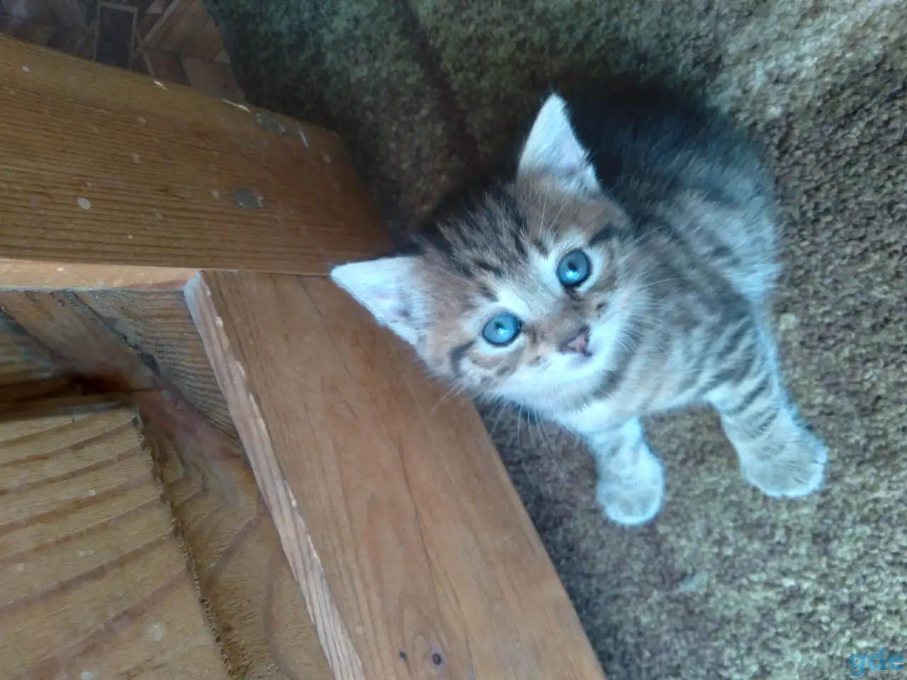 котенок девочка, фотография 1