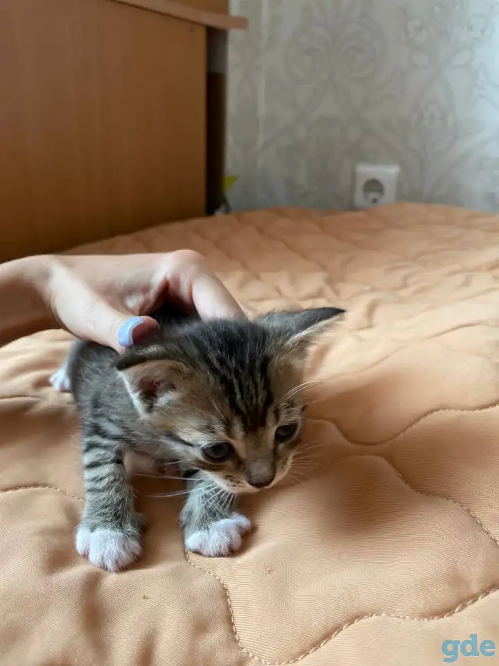 Котята в дар, фотография 3