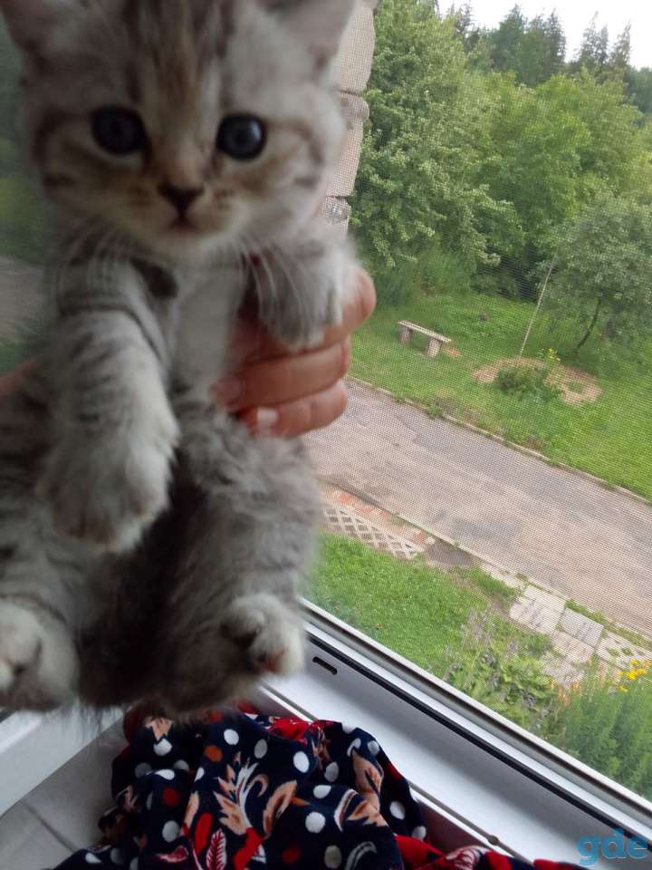 Шотландские котята, фотография 7