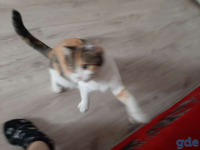 Отдам рыжего котенка(трехцветка)приучена к туалету, фотография 2