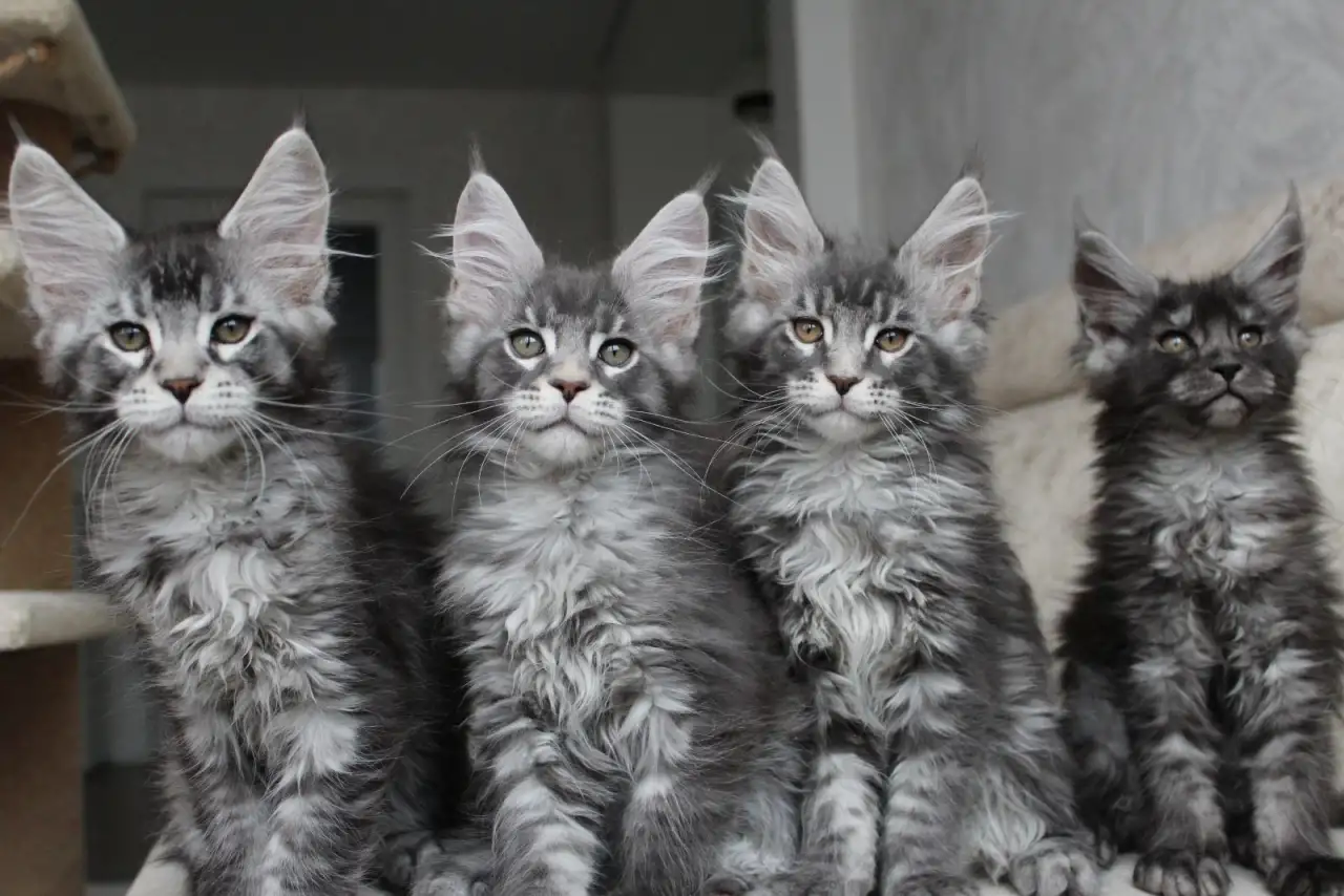 Котята мейн кун!, фотография 1