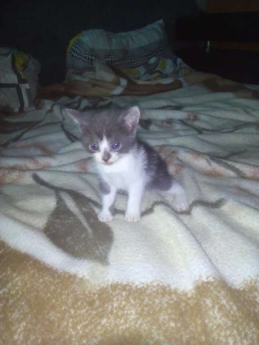 Котята в дар, фотография 7