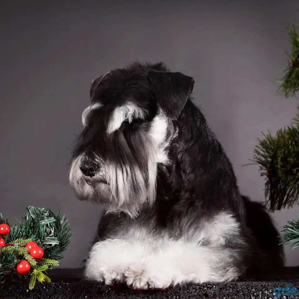 Вязка Цвергшнауцера, фотография 1