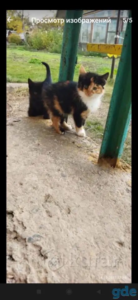 Котенок девочка, фотография 1