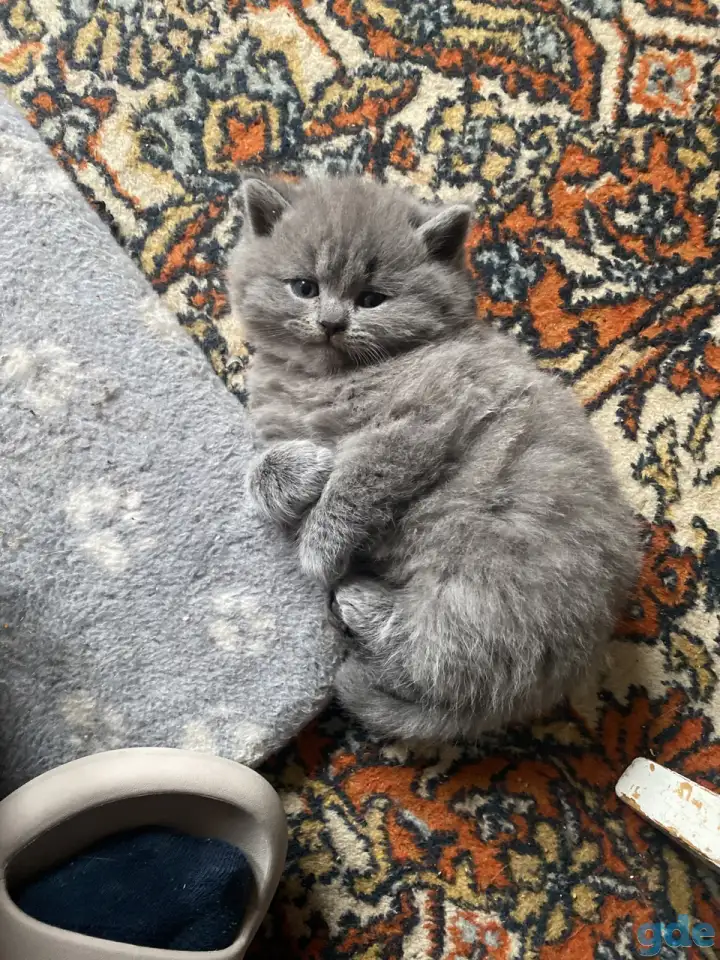 Шотландские котята, фотография 8