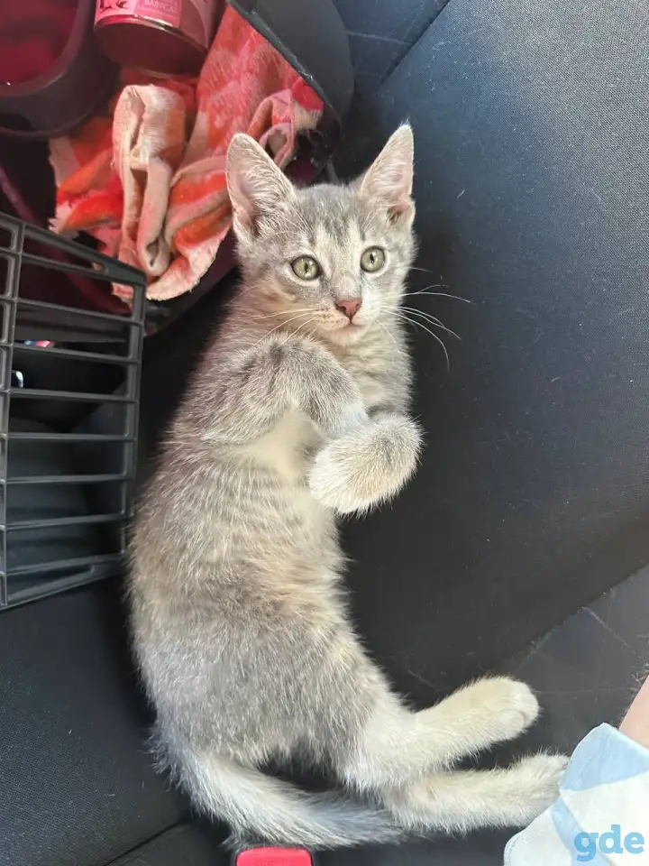 Котенок в дар, фотография 5