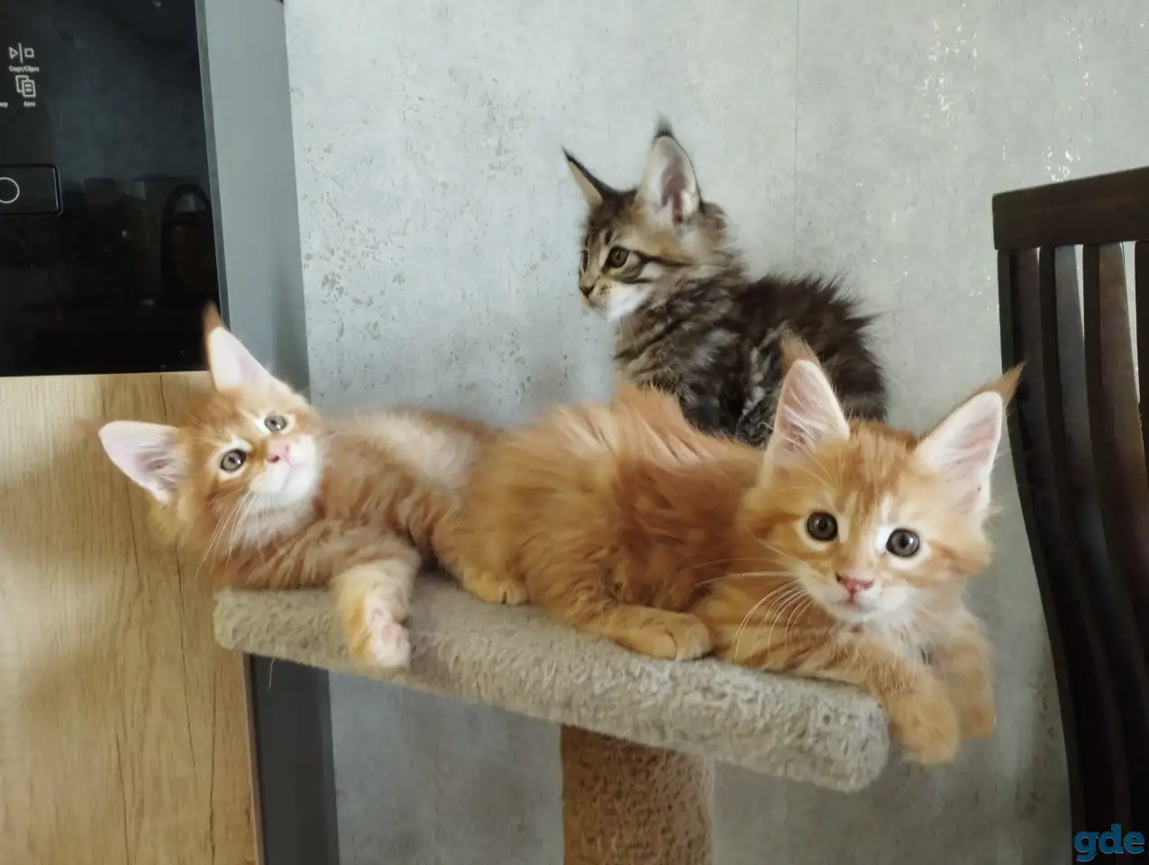 котята Мейн-кун, фотография 2