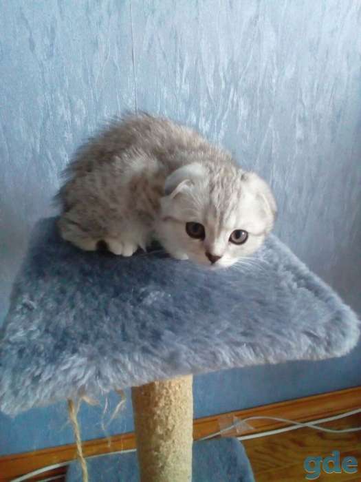 Продажа шотландских котят, фотография 1