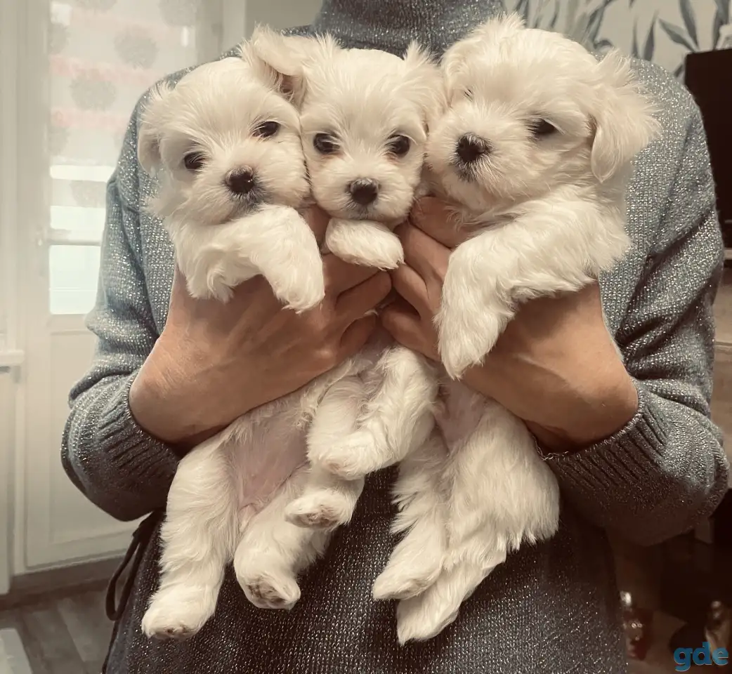 Продажа щенков мальтийской болонки, фотография 1