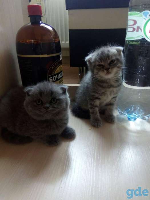 Продам замечательных котят, фотография 4