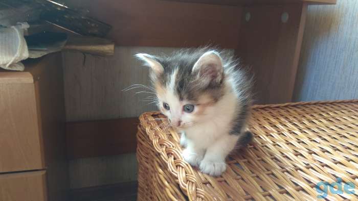 Котята в хорошие руки., фотография 3