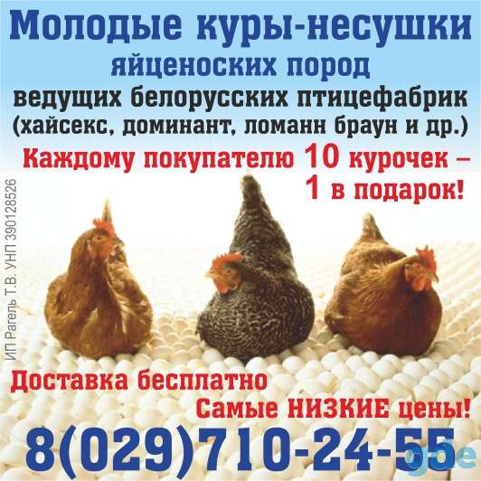 Куры несушки, фотография 2