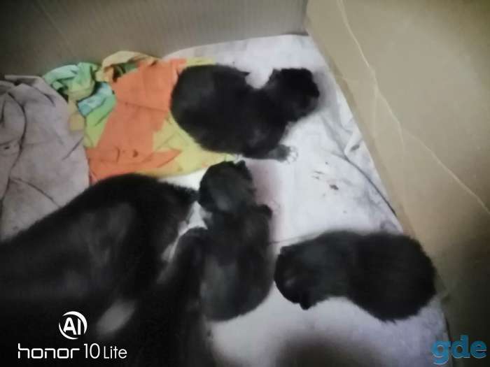 Отдадим в добрые руки котят, фотография 3