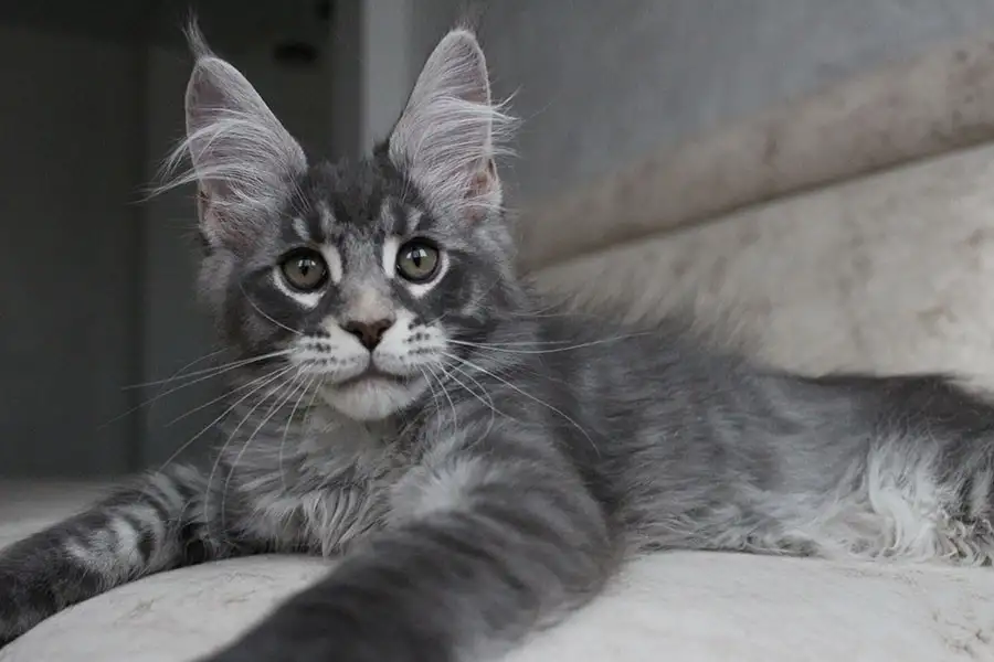 Мейн-кун котенок!, фотография 1
