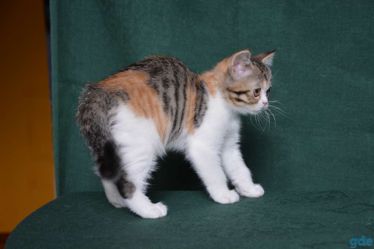 Шотландские котята питoмника Aguticat, фотография 1