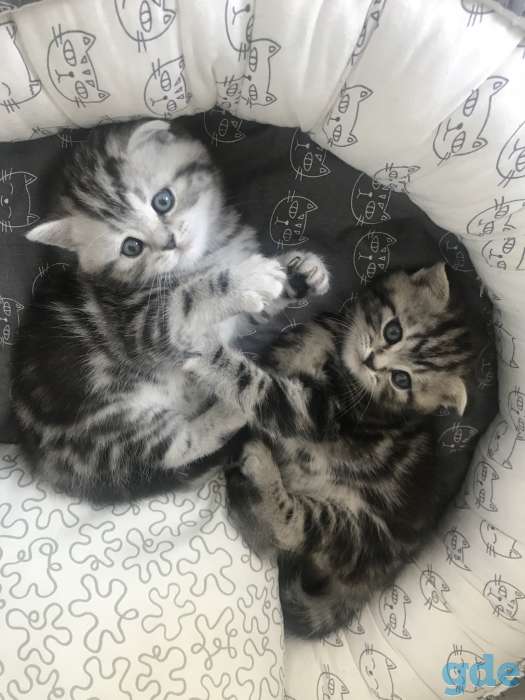 Шотландские котята, фотография 2