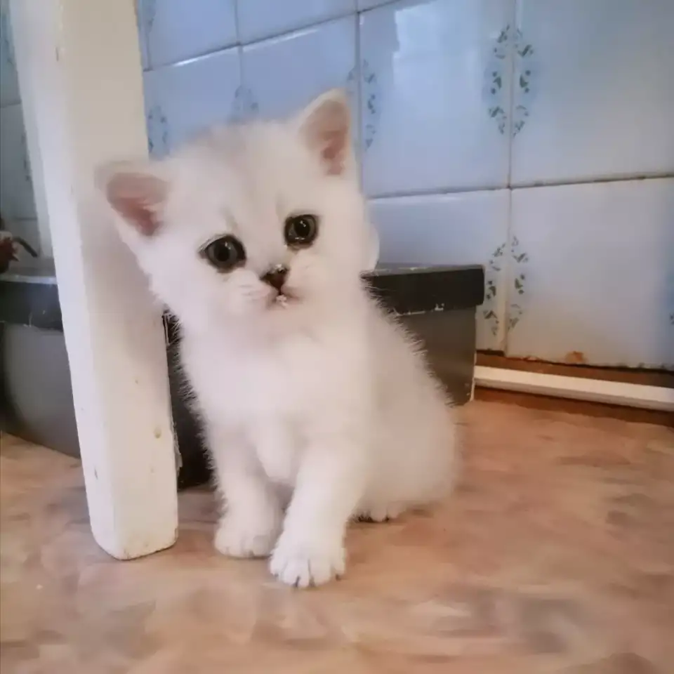 Британские серебристые короткошерстные котята, фотография 5