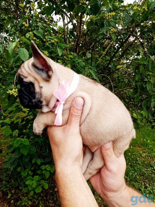 Милые французики, фотография 4