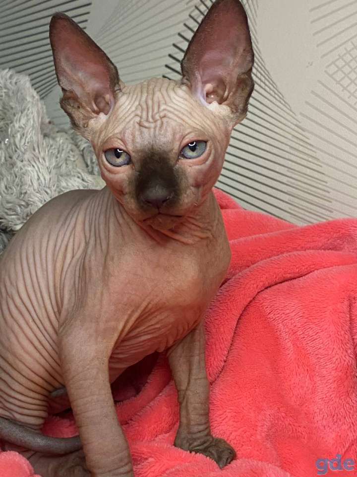 Канадский сфинск котята, фотография 2
