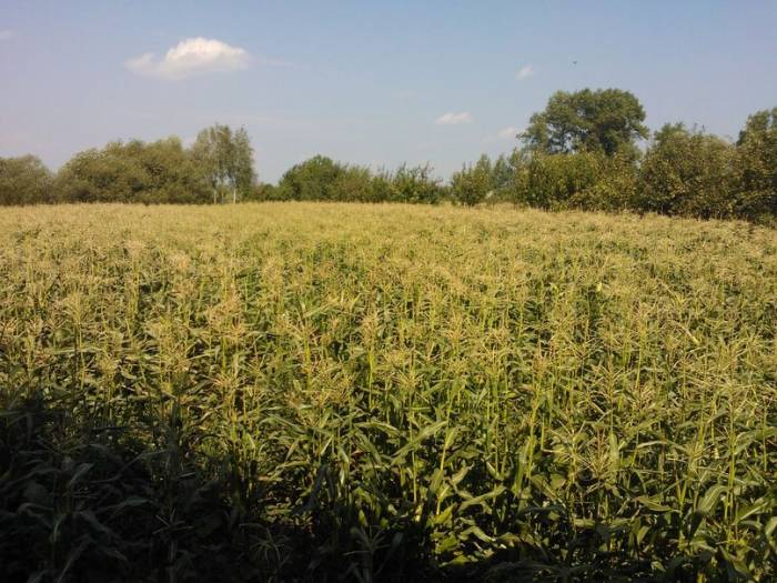 Продам дом в Турове, фотография 3
