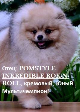 Шпице-мальчики, продажа, фотография 1