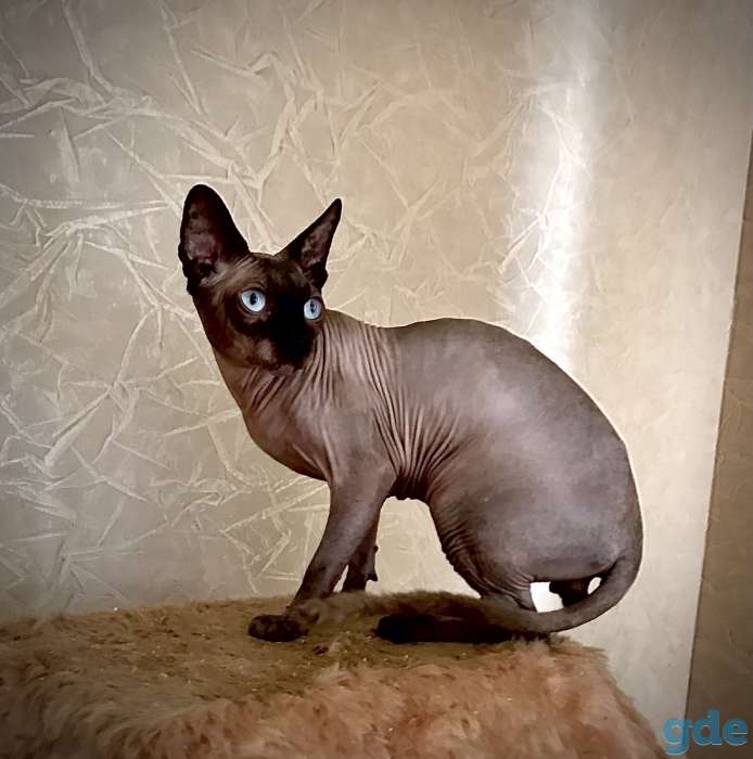 КАНАДСКИЙ СФИНКС кот приглашает на ВЯЗКУ кошечку, фотография 2