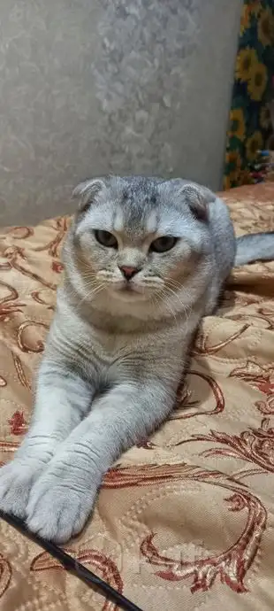 Шотландские котята, фотография 11