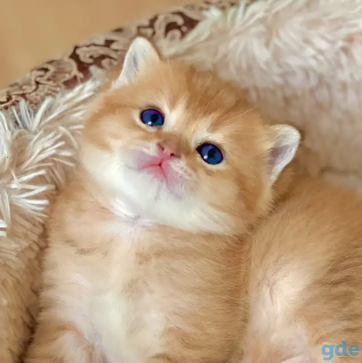 ЗОЛОТАЯ ШИНШИЛЛА шотландские котята, фотография 5
