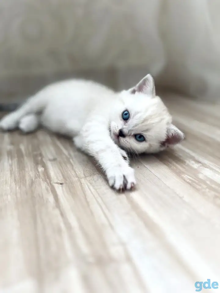Шотландские котята, фотография 1