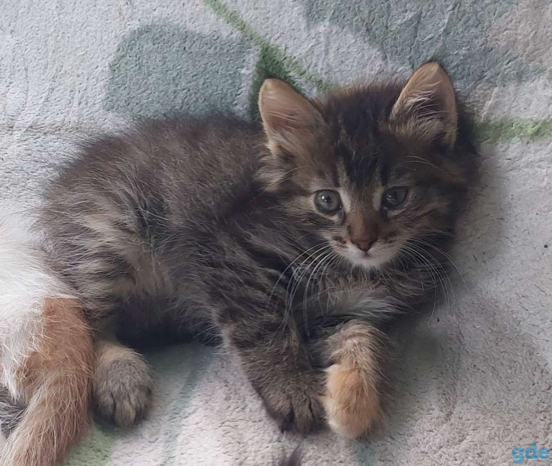 Котята В хорошие руки, фотография 3