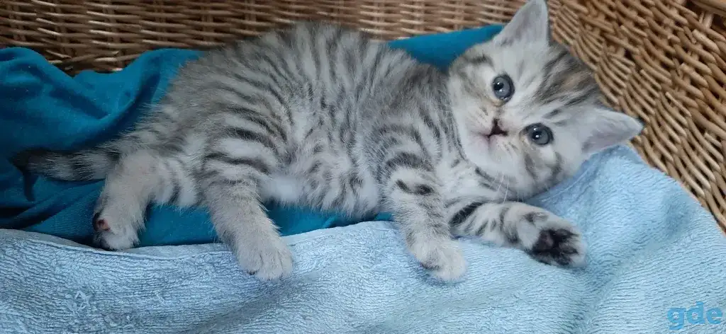 Шотландские котята, фотография 5