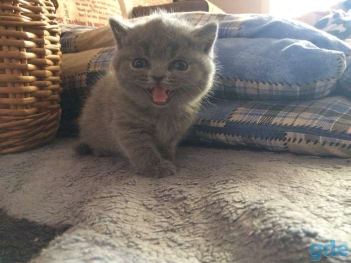 Британские короткошерстные котята, фотография 4