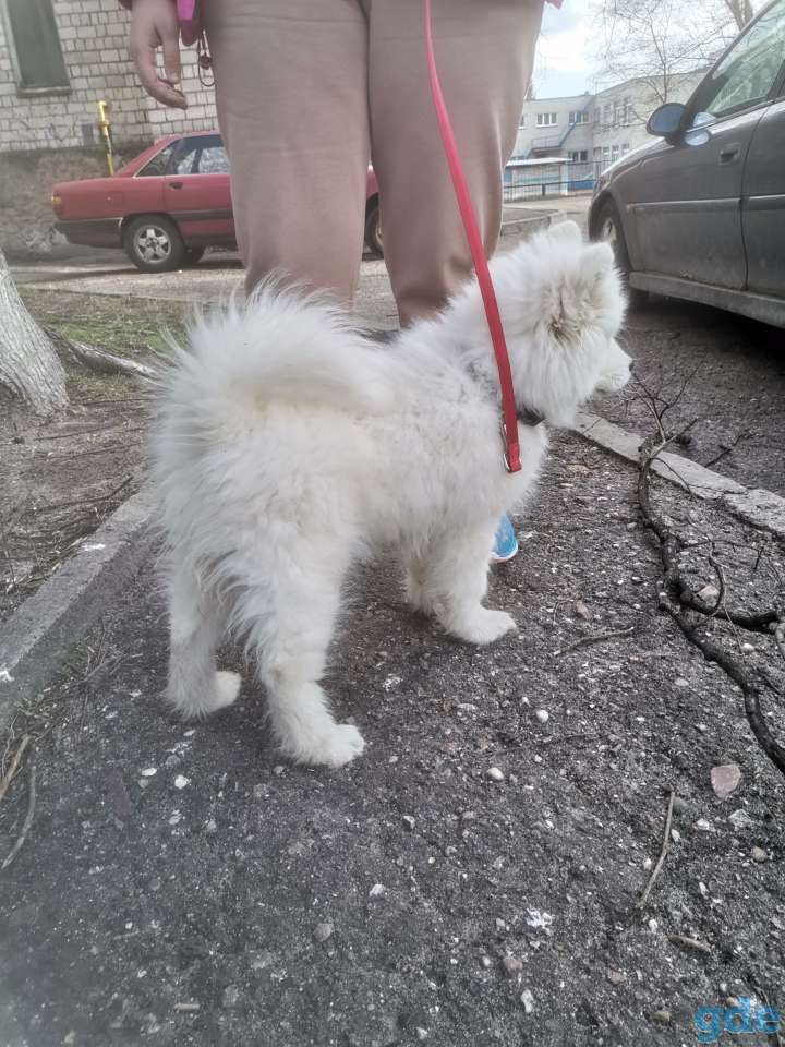 Самоед, фотография 2