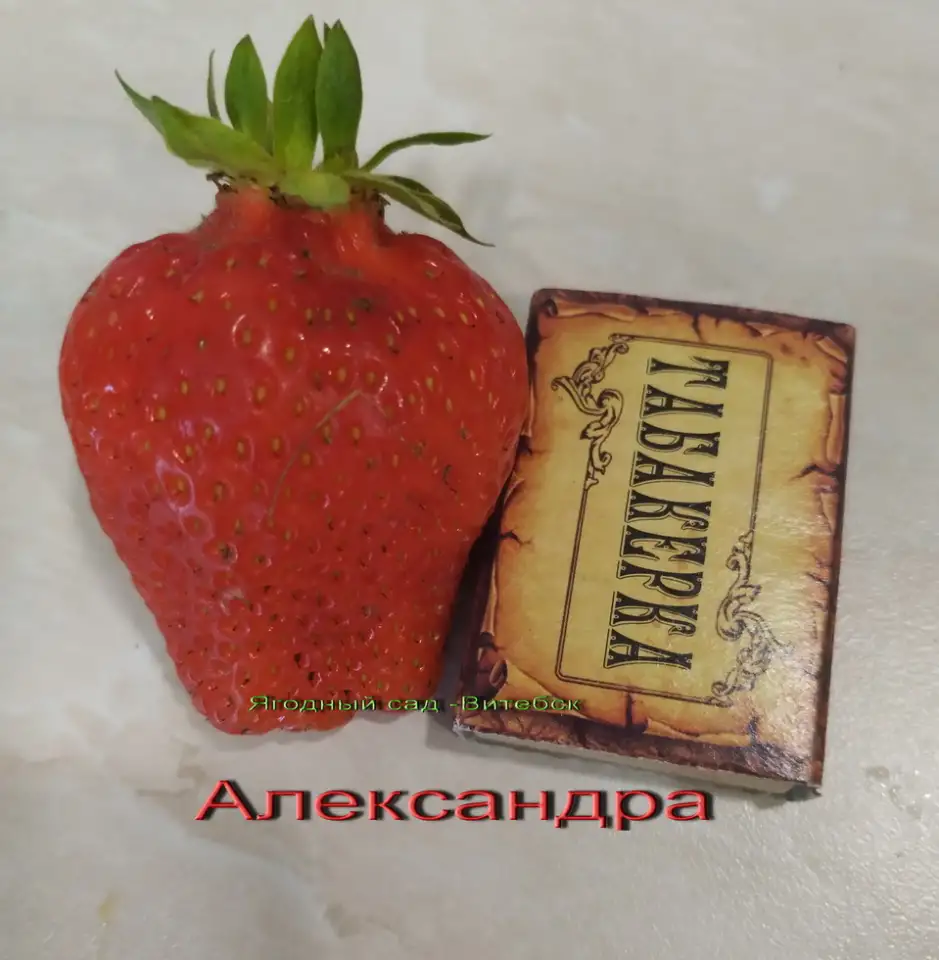 Купить САЖЕНЦЫ КЛУБНИКИ -50 сортов - в Минске  с питомника, фотография 10
