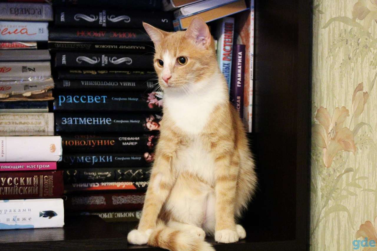 Котик-подросток Ярик в добрые руки, фотография 2