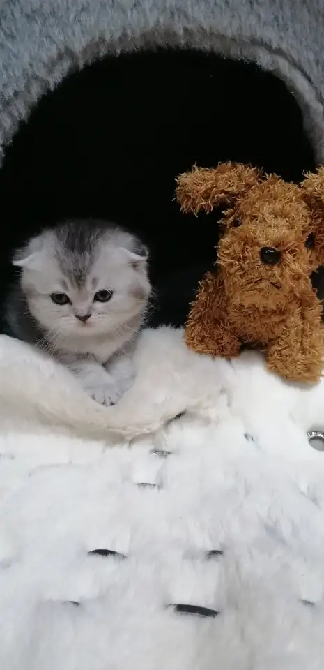 Котята шотландские вислоухие, фотография 7