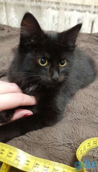 Котенок ищет дом, фотография 2