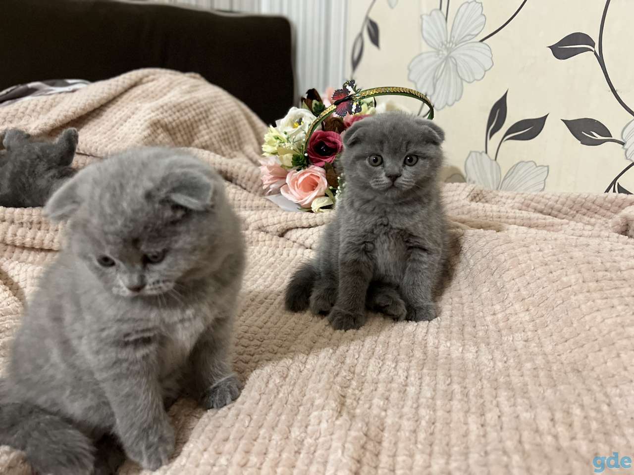 Шотландские вислоухие и прямоухие котята, фотография 2